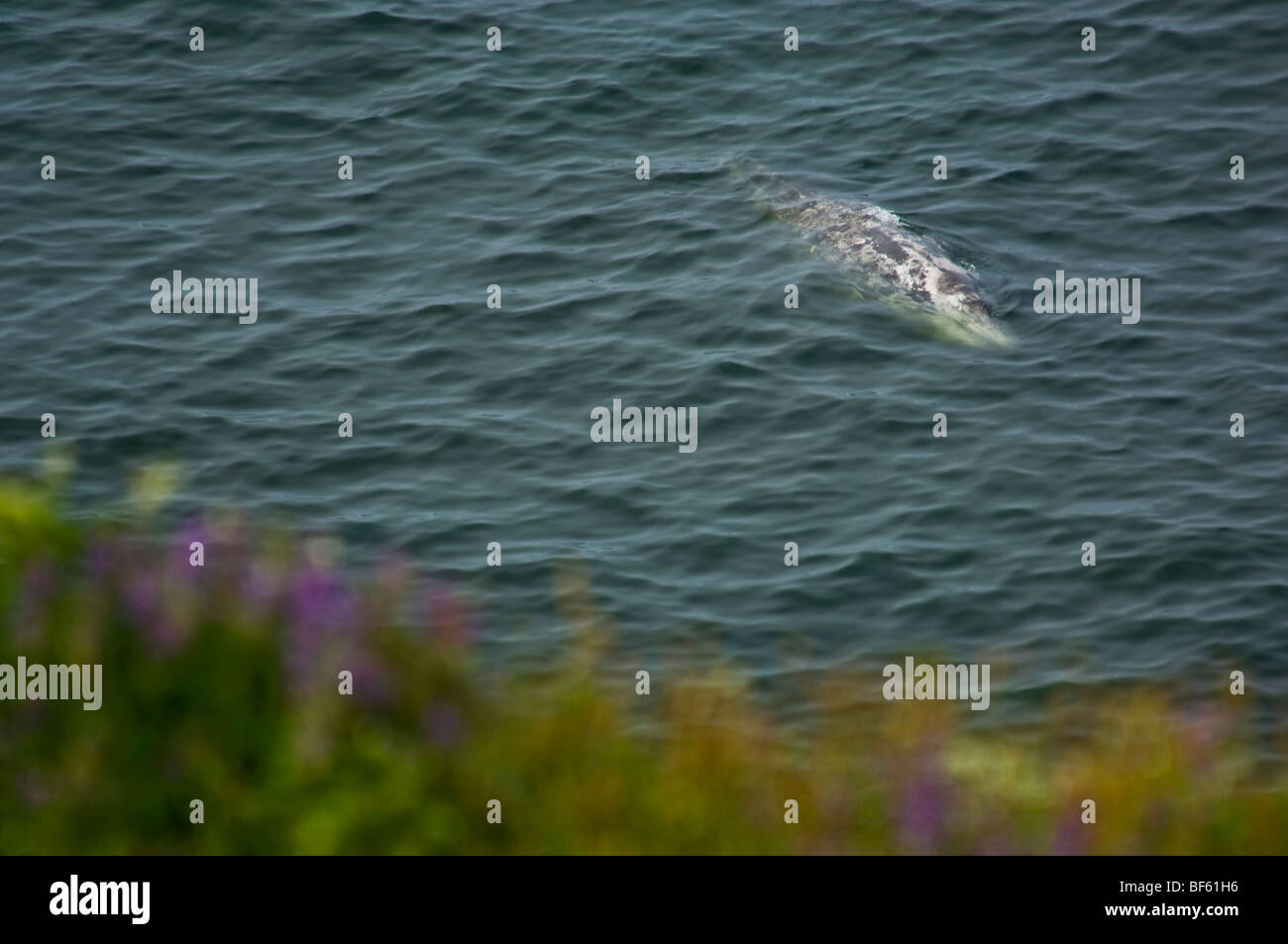 Gray whale hi-res stock photography and images - Alamy