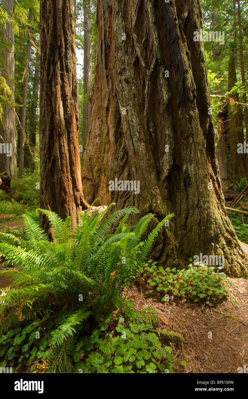Redwood trees in forest at Prairie Creek Redwoods State Park, California Stock Photo