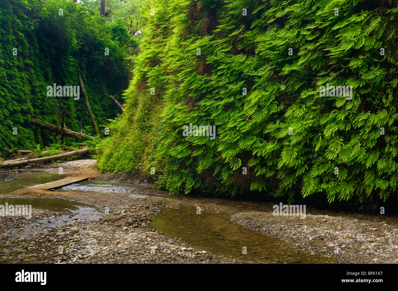 Fern Canyon, Prairie Creek Redwoods State Park, California Stock Photo