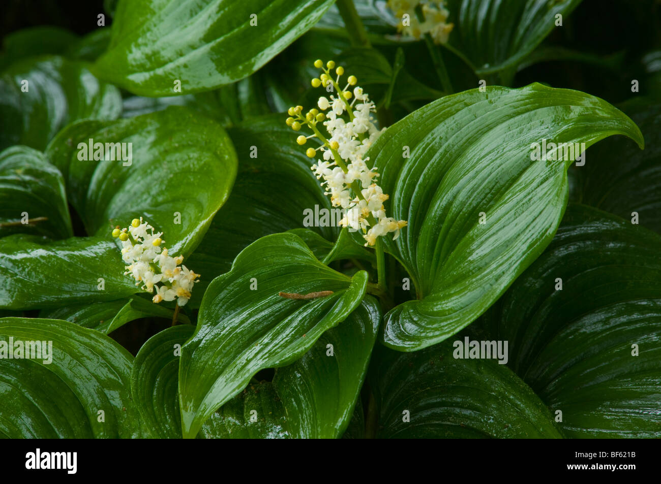 False Lily of The Valley (Maianthemum dilatatum), Big Lagoon, Humboldt Lagoons State Park, California Stock Photo