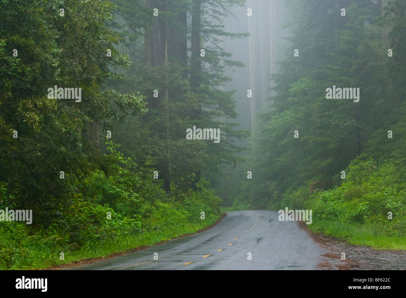 Road through Redwood trees and forest in the fog and rain, Redwood National Park, California Stock Photo