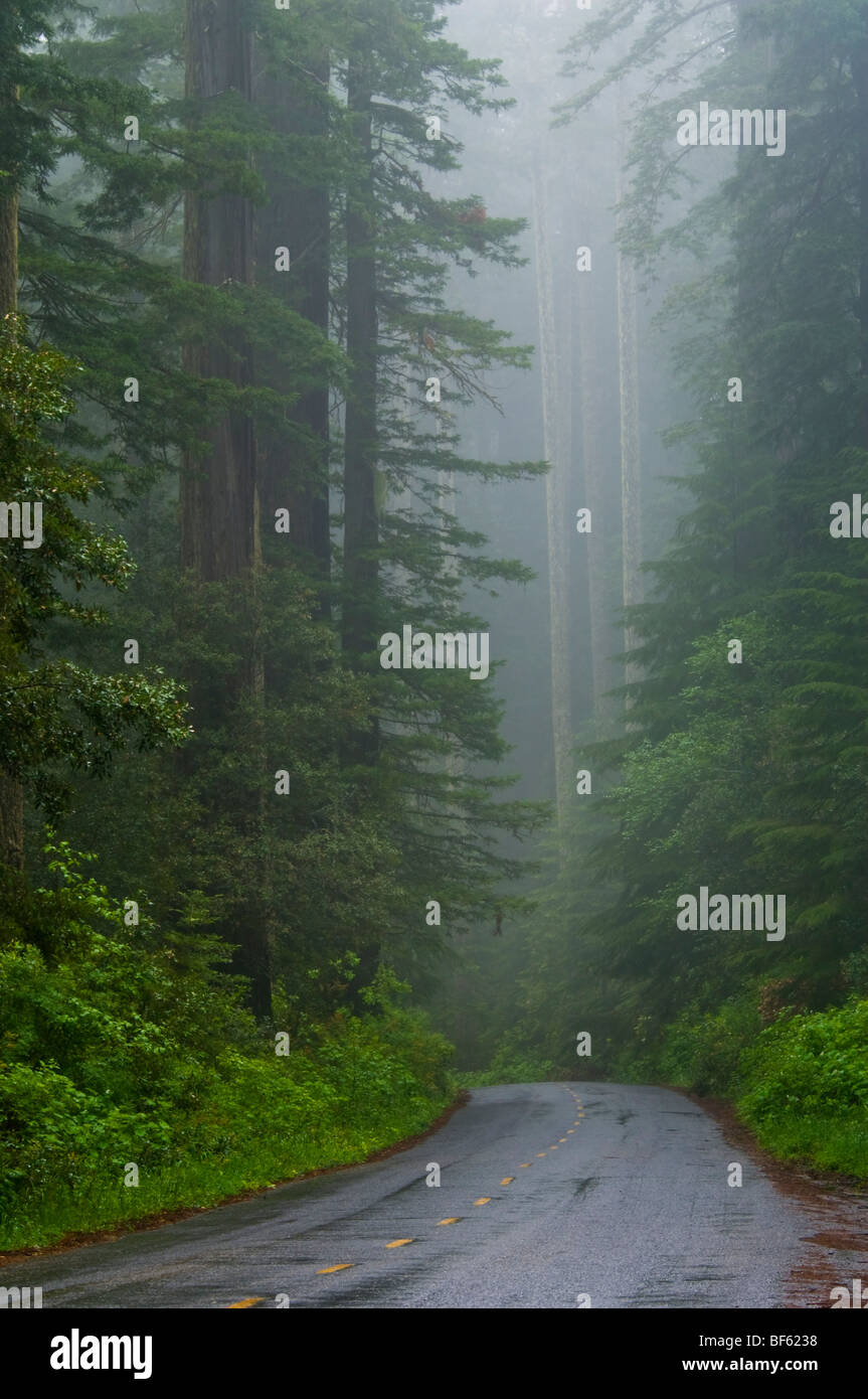 Road through Redwood trees and forest in the fog and rain, Redwood National Park, California Stock Photo