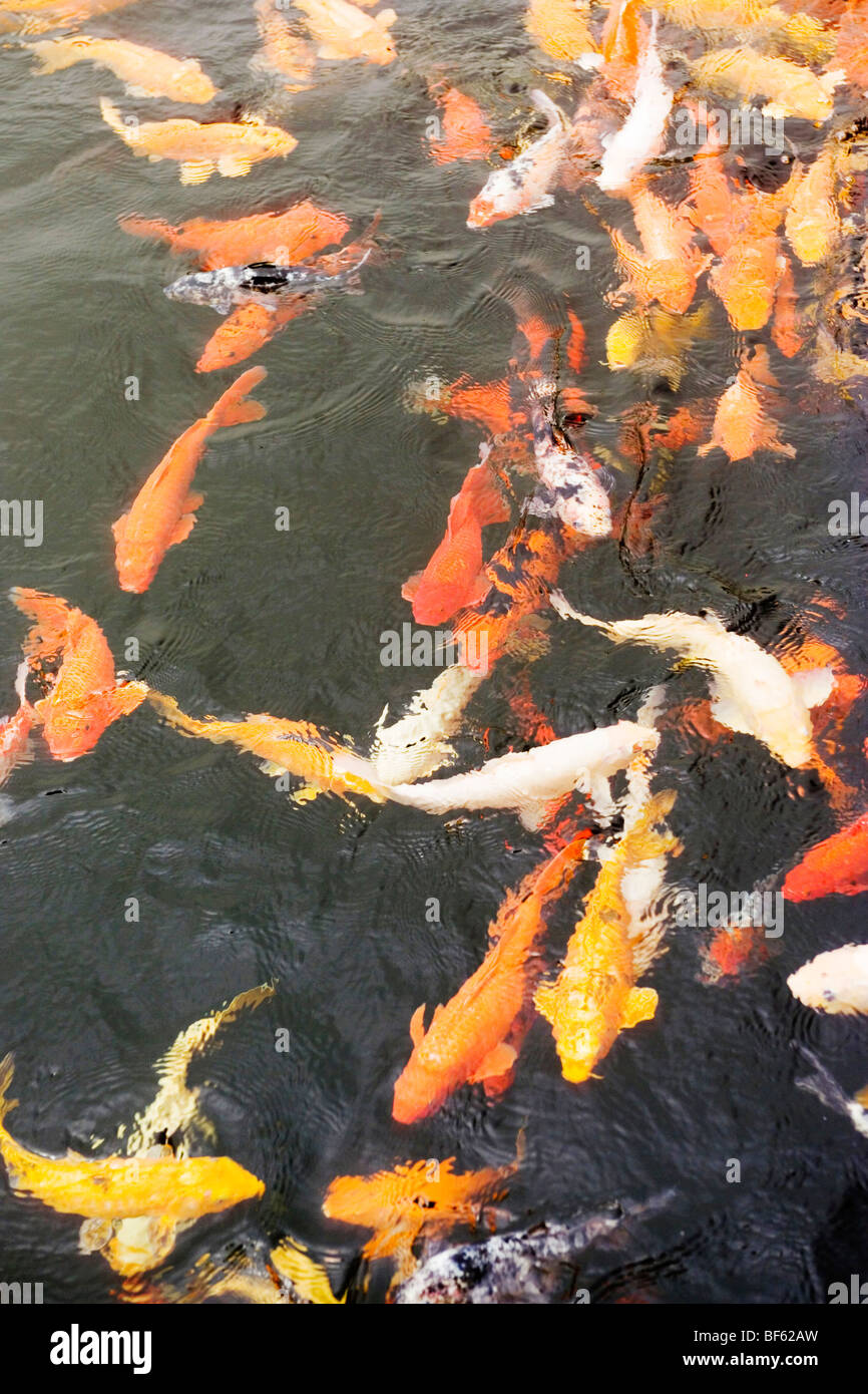 Golden carp, East Lake Park, Wuhan City, Hubei, China Stock Photo