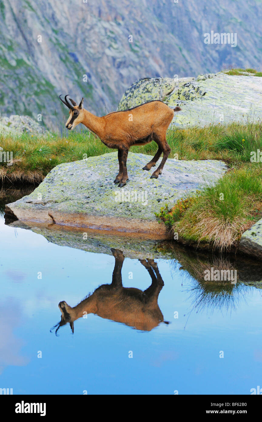 Chamois (Rupicapra rupicapra), adult with reflection in lake, Grimsel, Bern, Switzerland, Europe Stock Photo