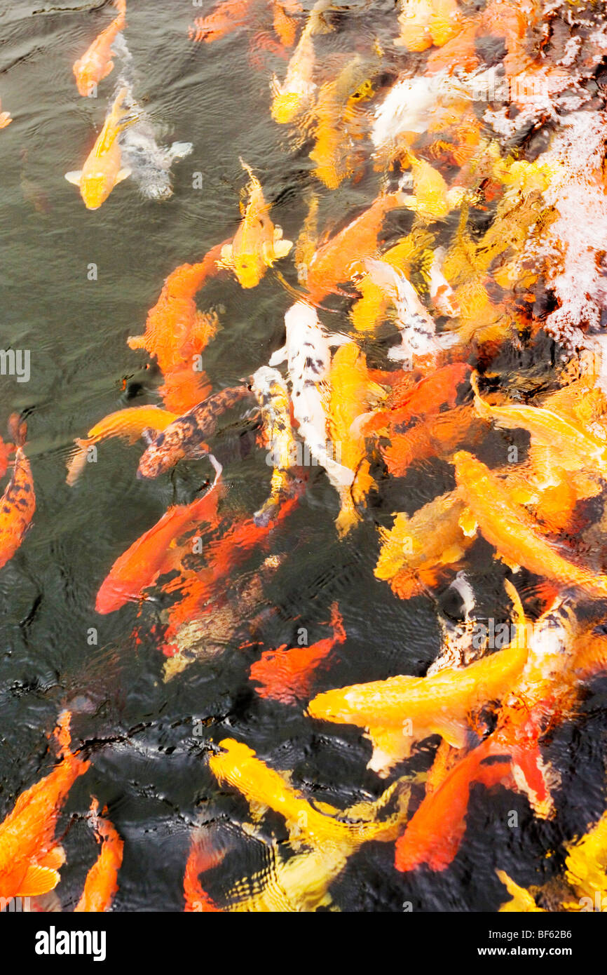 Golden carp, East Lake Park, Wuhan City, Hubei, China Stock Photo