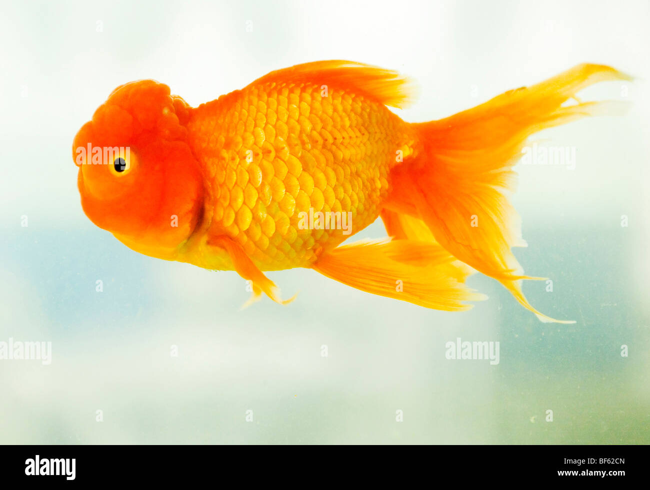 Gold fish, Wuhan City, Hubei, China Stock Photo