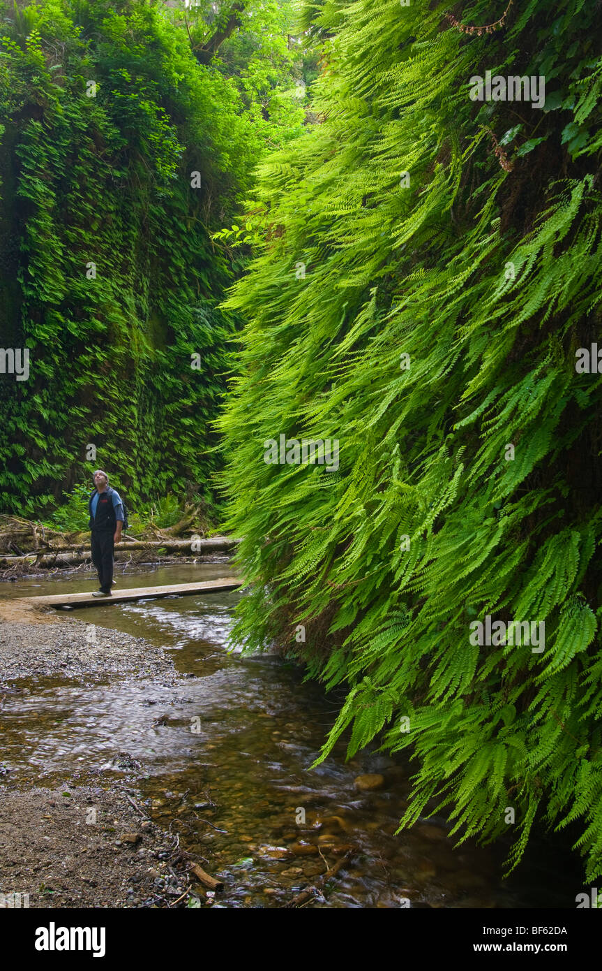 Hiker in Fern Canyon, Prairie Creek Redwoods State Park, Californi Stock Photo