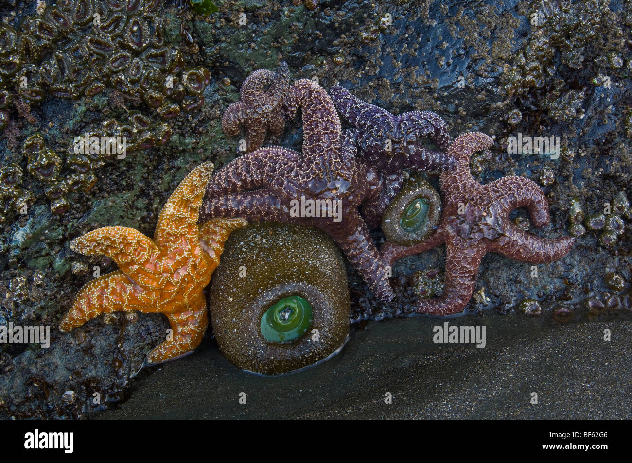 Ochre Seastar starfish (Pisaster ochraceus) and Giant Green Sea Anemone at low tide, Trinidad State Beach, California Stock Photo