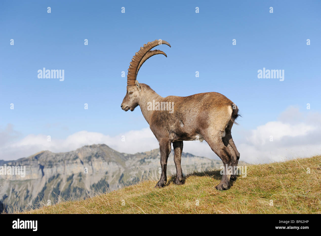 Alpine Ibex (Capra ibex), buck standing, Niederhorn, Interlaken, Switzerland, Europe Stock Photo