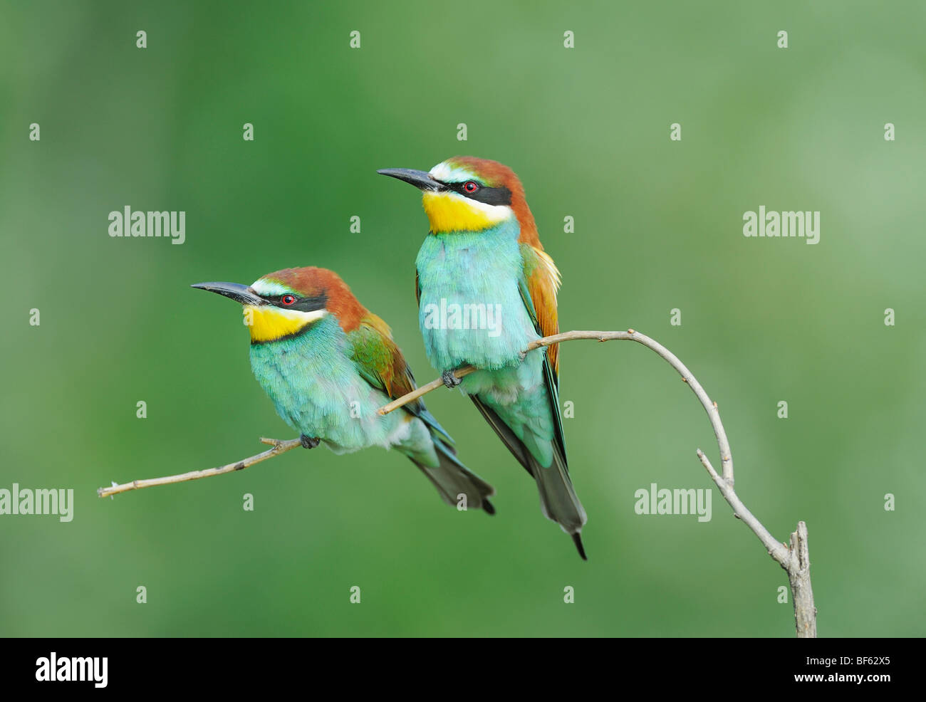 European Bee-eater (Merops apiaster),adults perched, Hungary, Europe Stock Photo