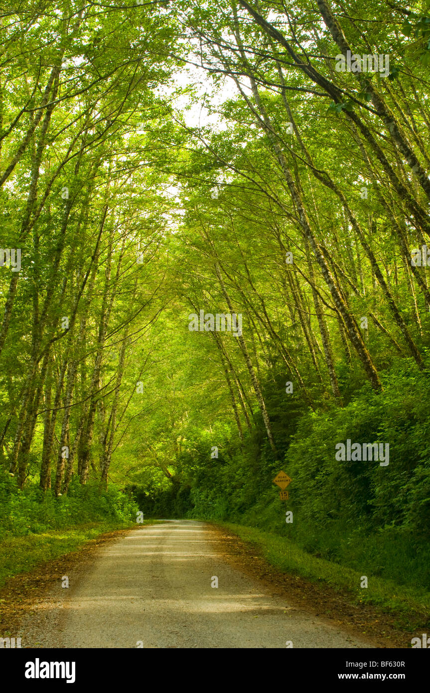 Rural dirt road through green trees and forest along the Coastal Drive, Redwood National Park, California Stock Photo