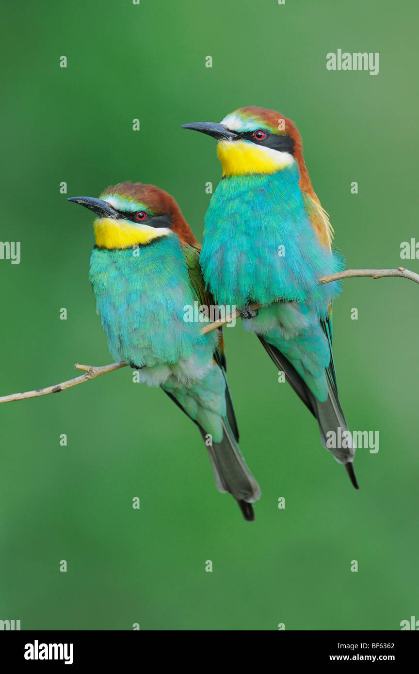 European Bee-eater (Merops apiaster),adults perched, Hungary, Europe Stock Photo