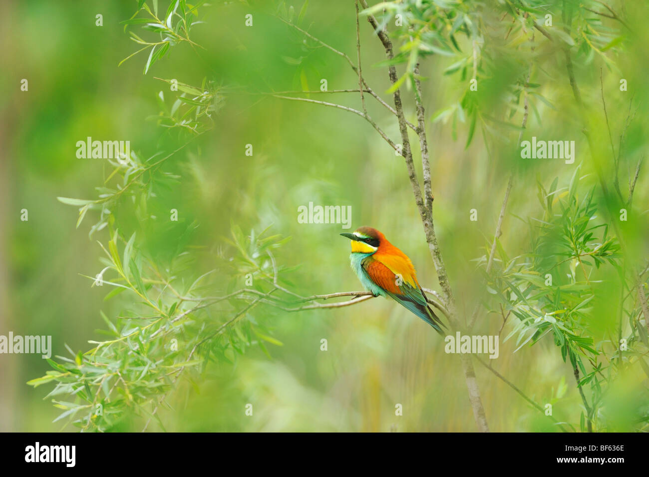 Bee eater merops apiasterhi res stock photography and images Alamy