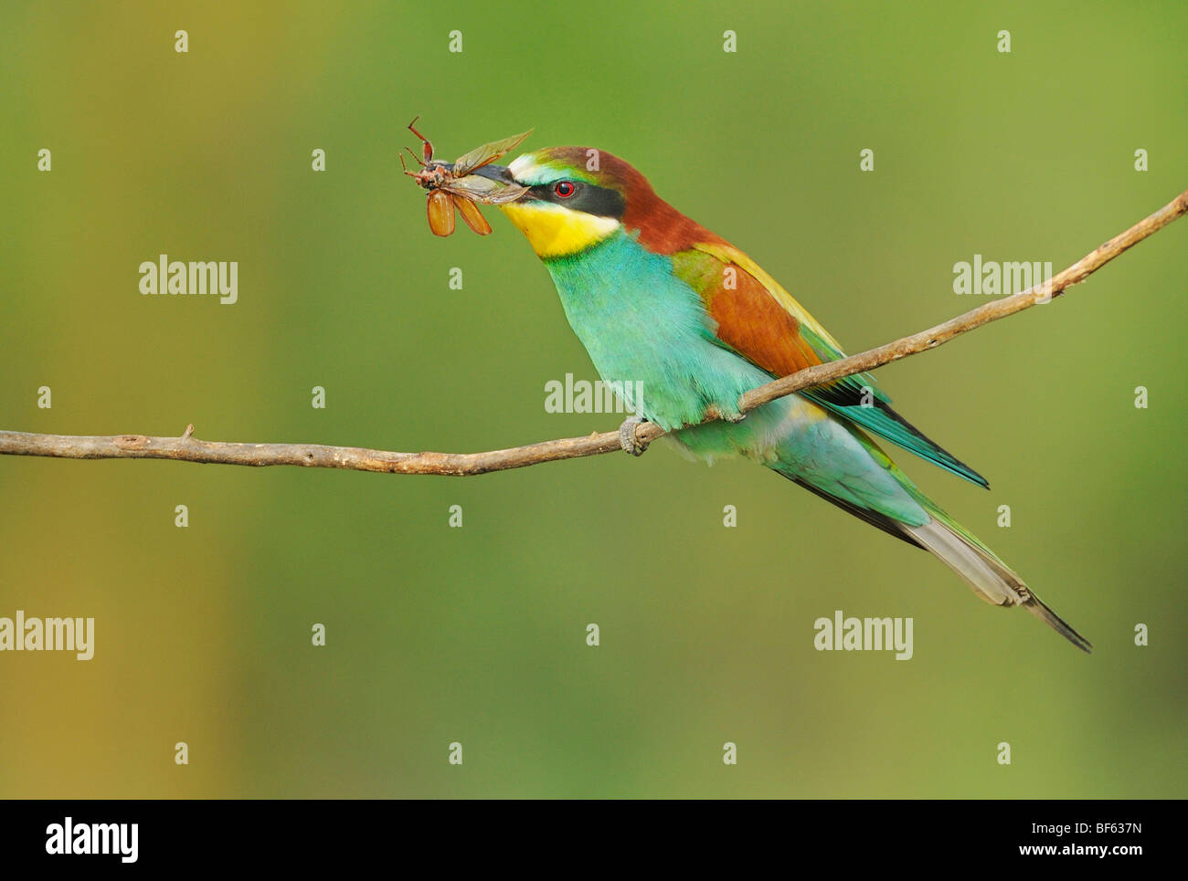 European Bee-eater (Merops apiaster), adult with cockchafer (Melolontha melolontha) prey, Hungary, Europe Stock Photo