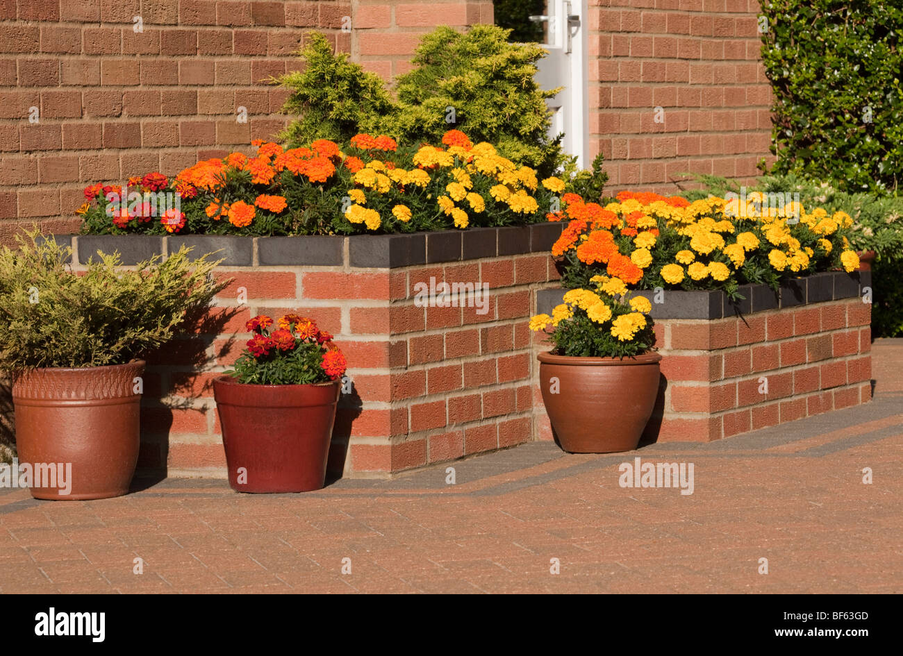 Raised Flower Bed on a Patio Stock Photo Alamy