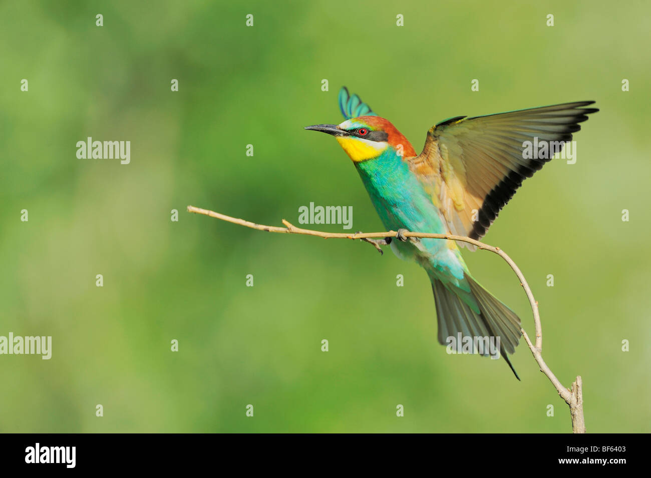 European Bee-eater (Merops apiaster), adult landing, Hungary, Europe Stock Photo