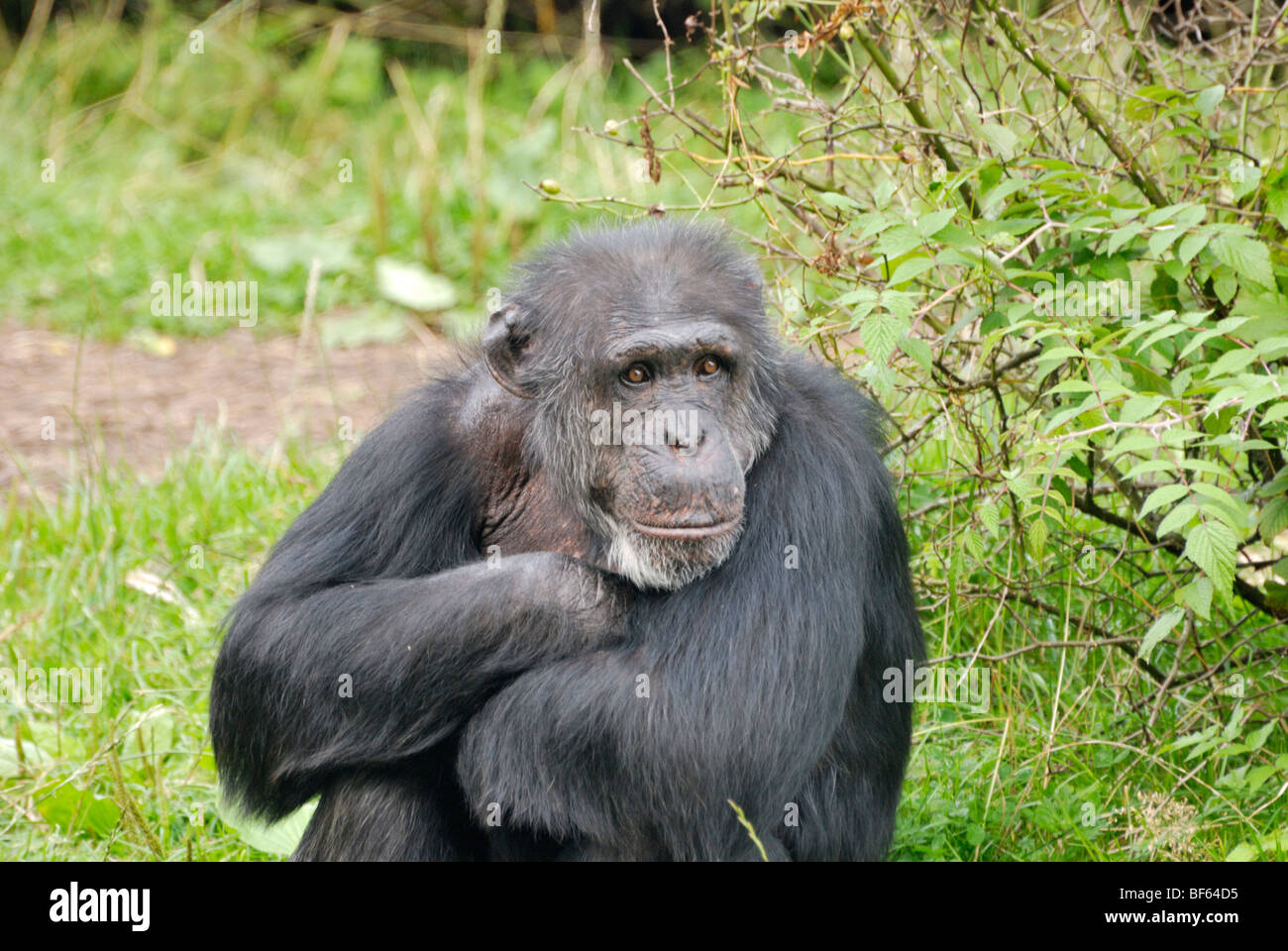 Chimpanzee at Chester Zoo, Cheshire, England Stock Photo