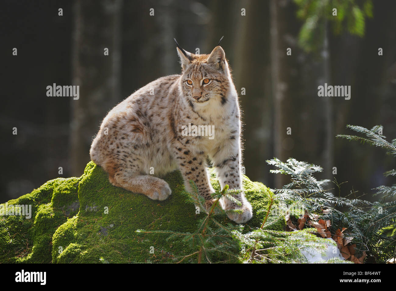 Eurasian Lynx (Lynx lynx), young sitting on rock, Switzerland, Europe Stock Photo
