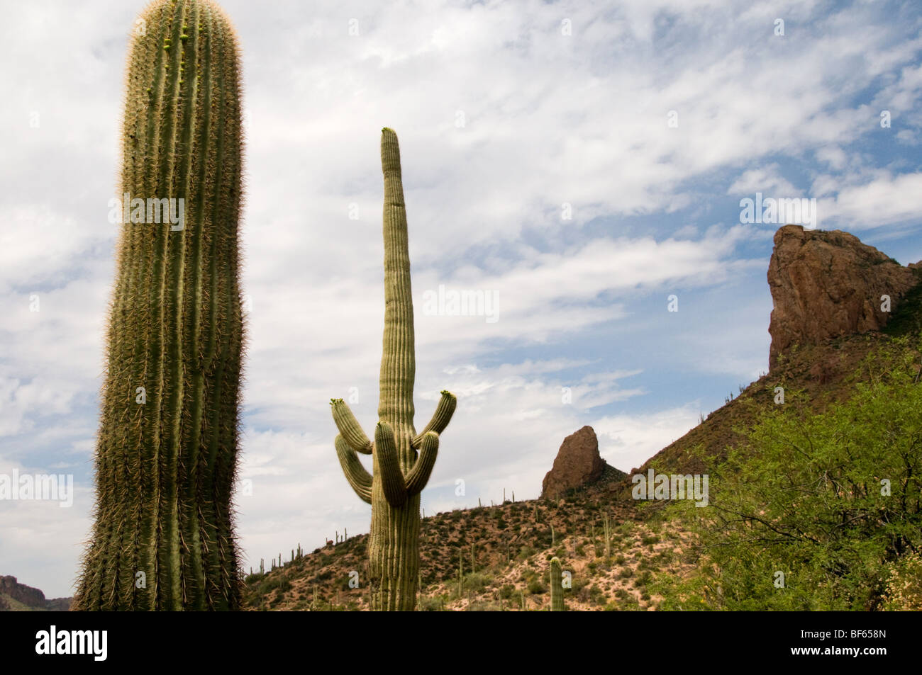 Sonoran desert precipitation hi-res stock photography and images - Alamy