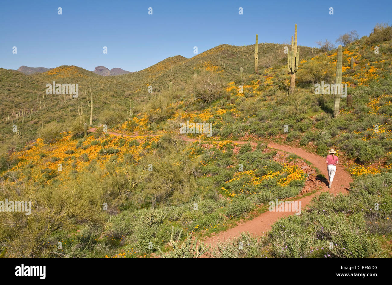 Hiker on Pipeline Canyon Trail, amid spring wildflowers at Lake Pleasant Regional Park, Maricopa County, Arizona Stock Photo