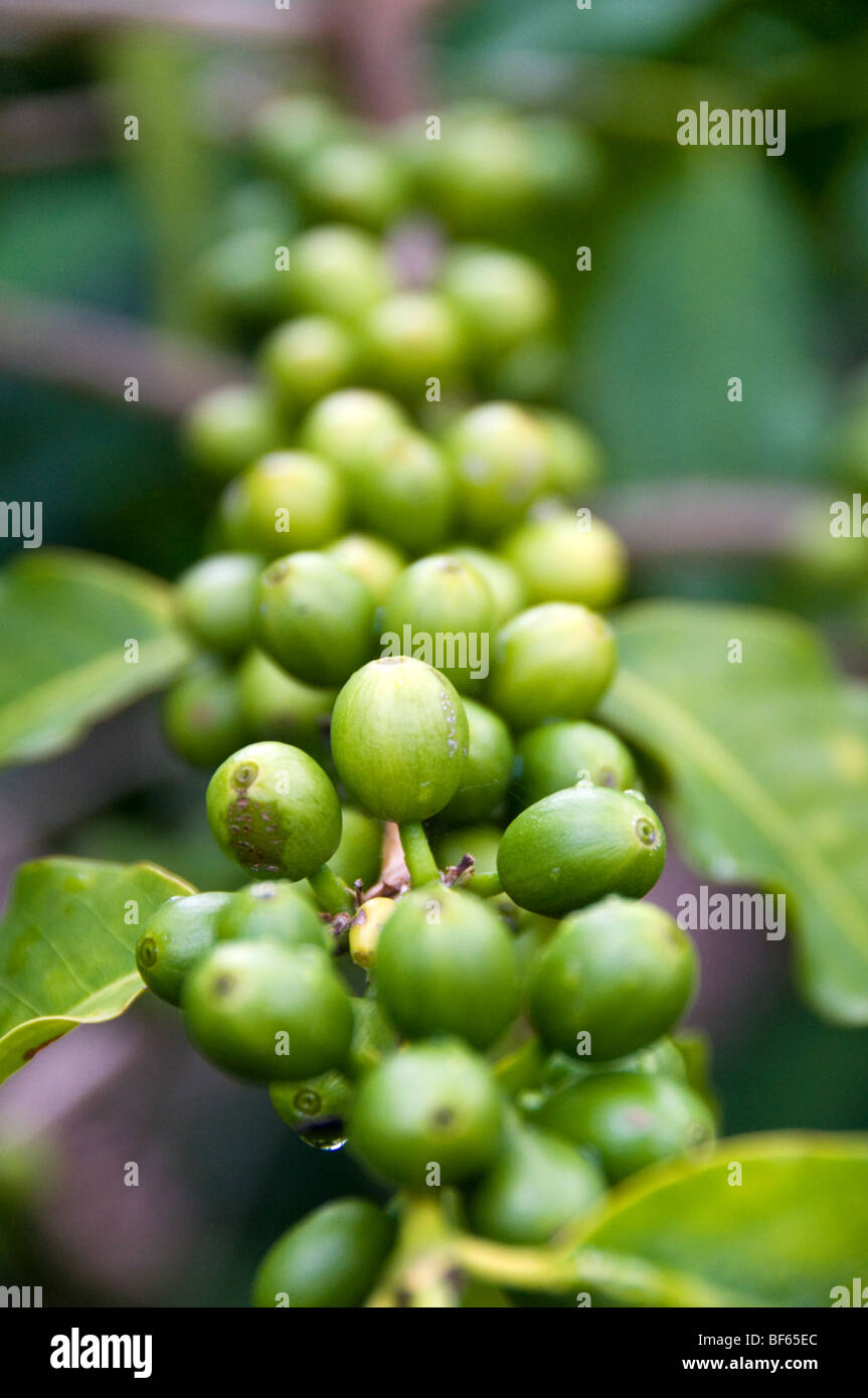 green coffee beans in hawaii Stock Photo Alamy
