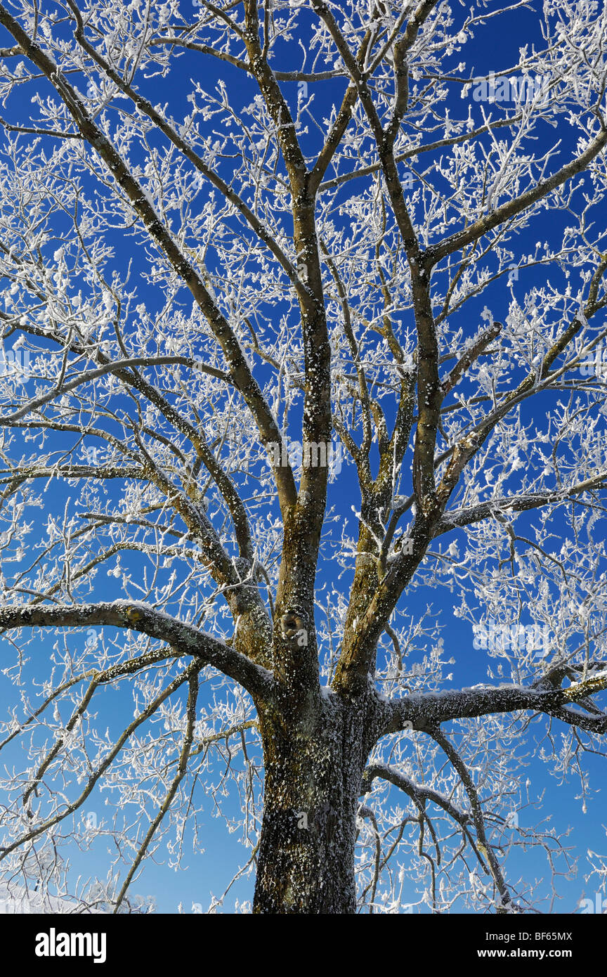 Linden tree (Tilia sp.),bare tree with frost in winter, Switzerland ...