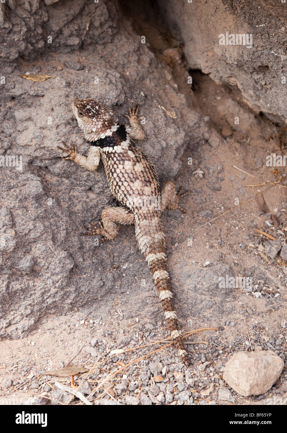 Common Collared Lizard in his native habitat in New Mexico USA Stock