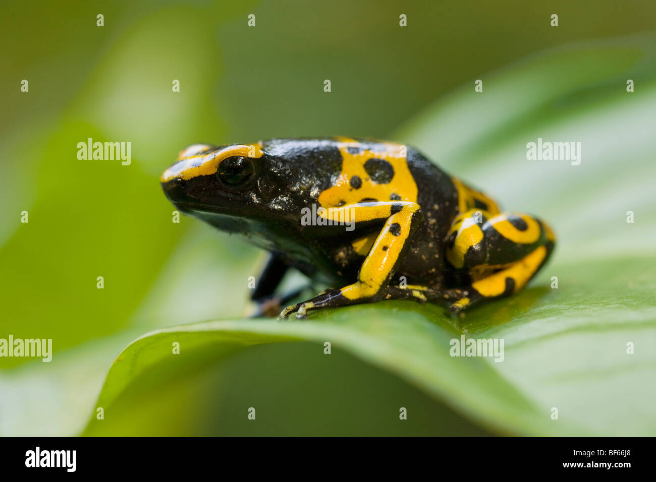 YELLOW-BANDED POISON DART FROG (Dendrobates leucomelas) lowland rainforest, Surama, Guyana. Stock Photo