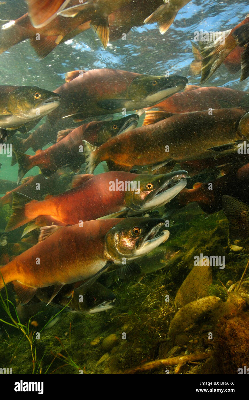End of life cycle of salmon hires stock photography and images Alamy