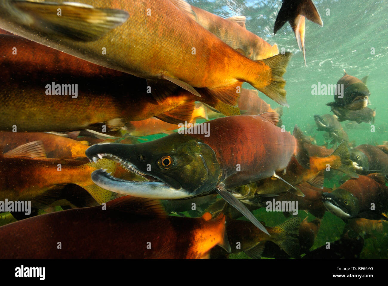 Red salmon, Oncorhynchus nerka, Kokanee, East River, Colorado Stock