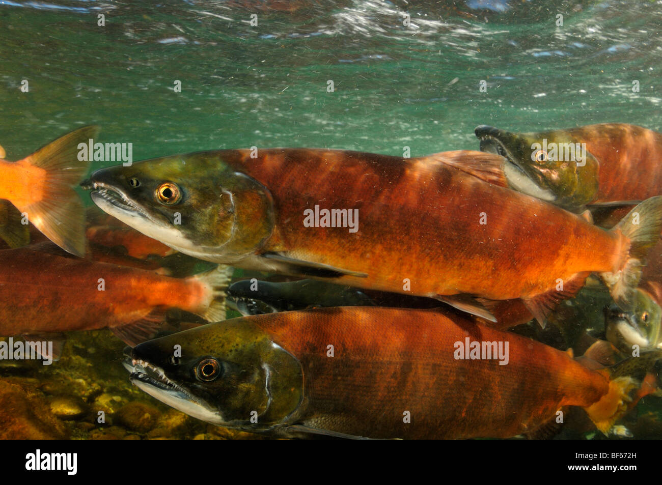 Red salmon, Oncorhynchus nerka, Kokanee, East River, Colorado Stock Photo