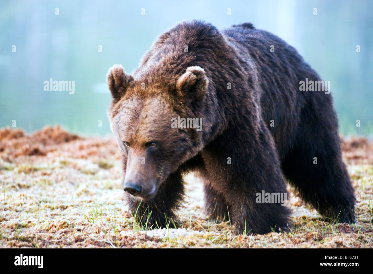 Portrait of Brown Bear Stock Photo