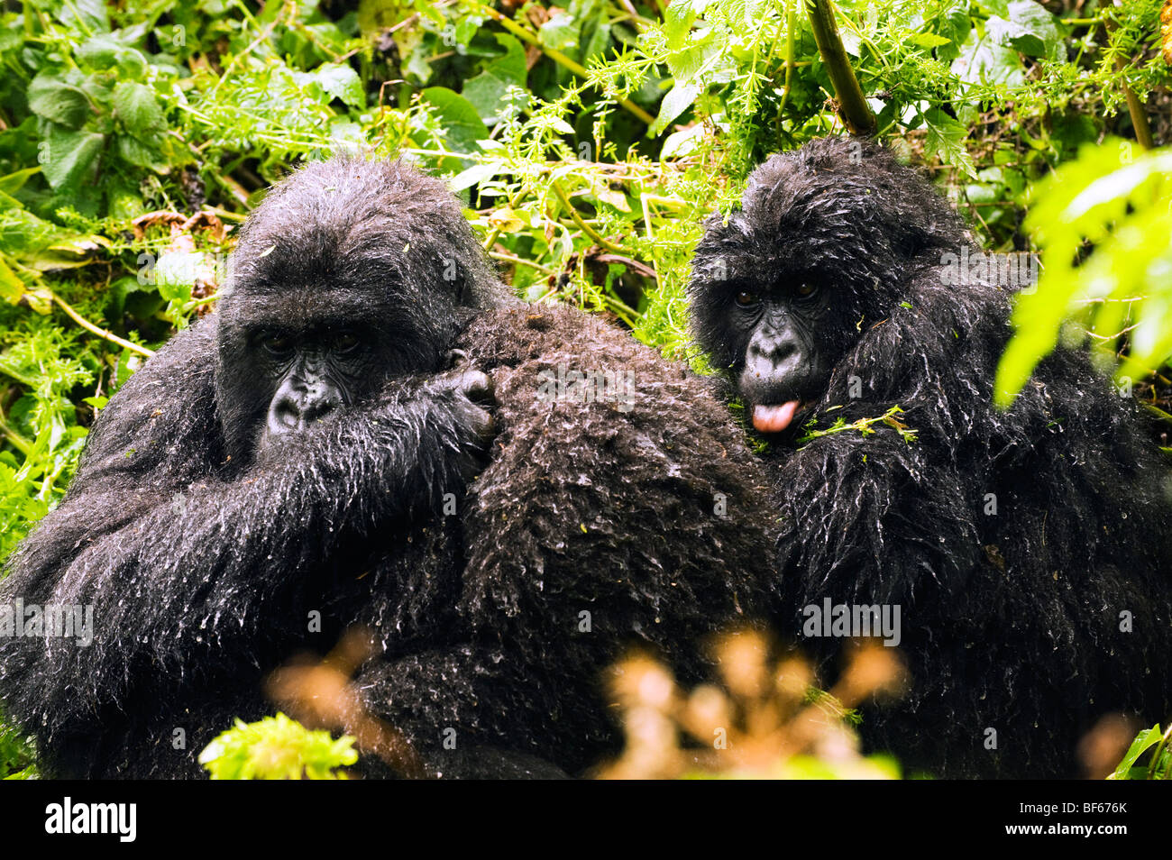 Female Gorillas in the Rain Stock Photo