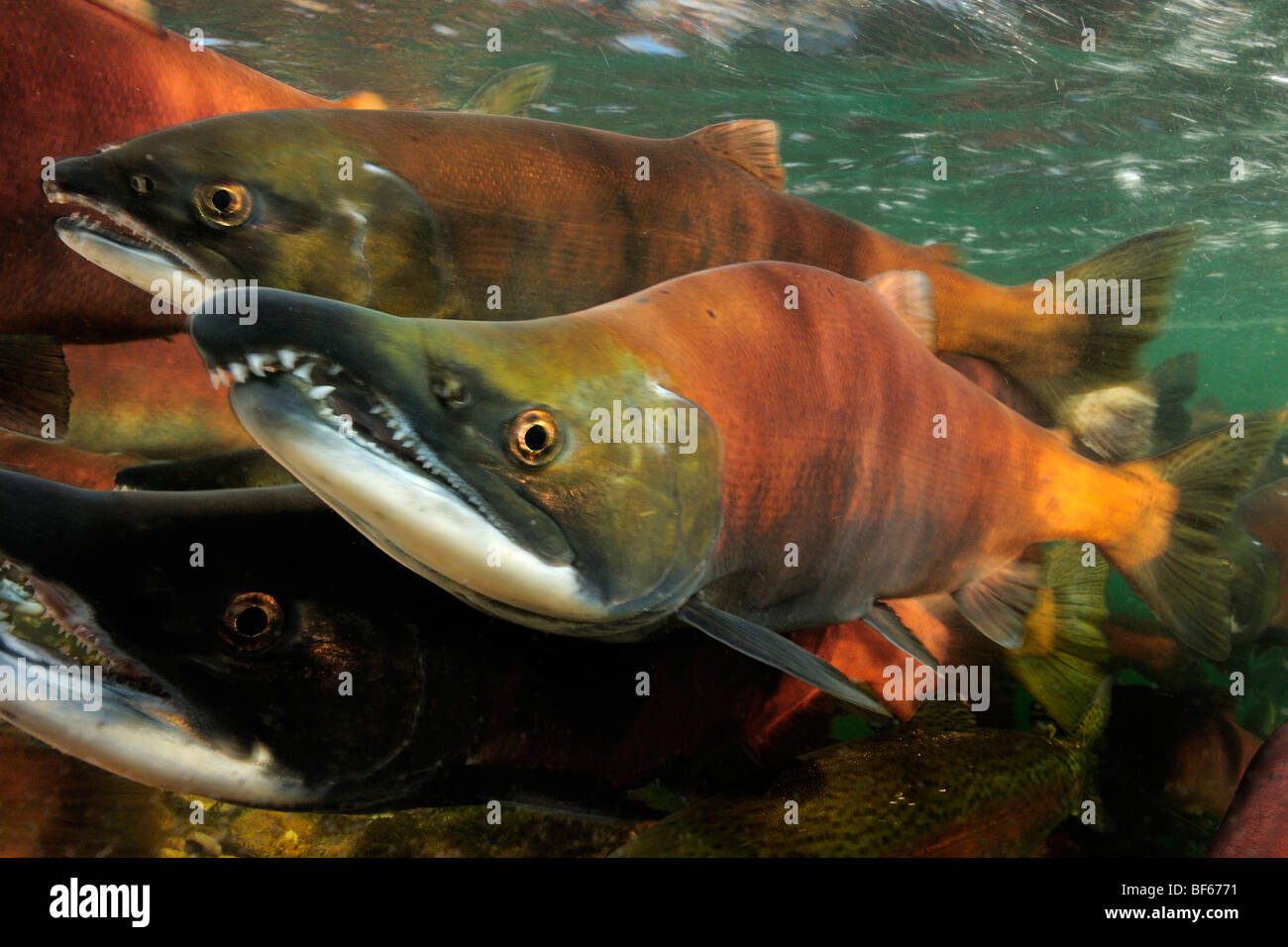 Red salmon, Oncorhynchus nerka, Kokanee, East River, Colorado Stock Photo