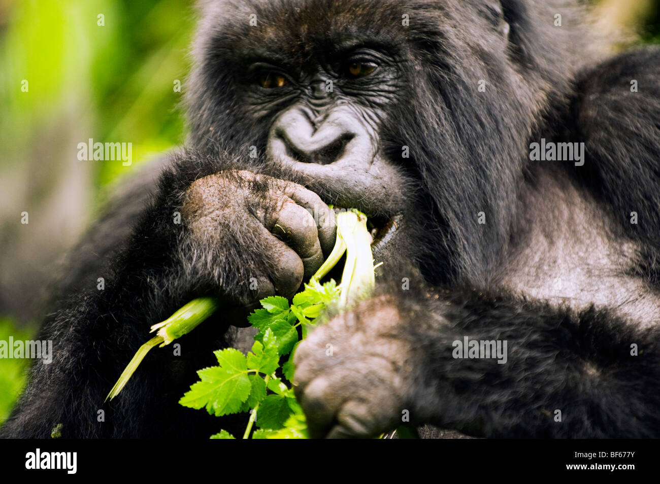 Portrait of Gorilla Eating Stock Photo