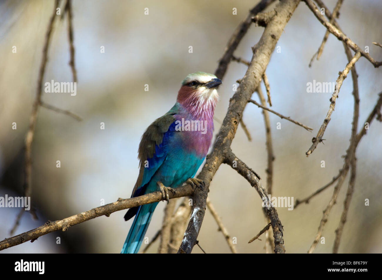 Lilac Breasted Roller Portrait Stock Photo