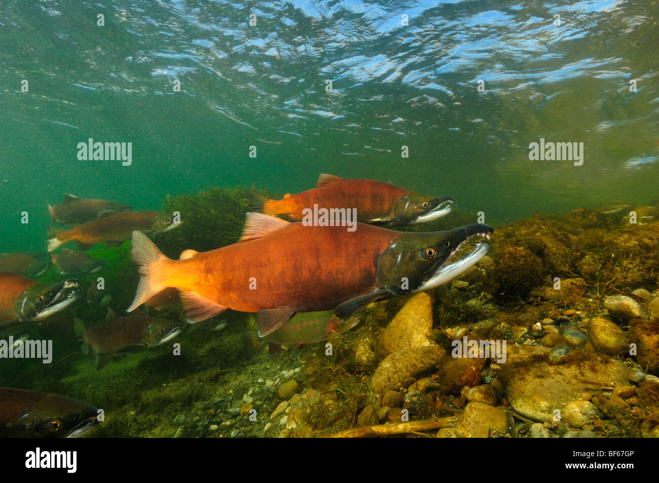 Red salmon, Oncorhynchus nerka, Kokanee, East River, Colorado Stock Photo
