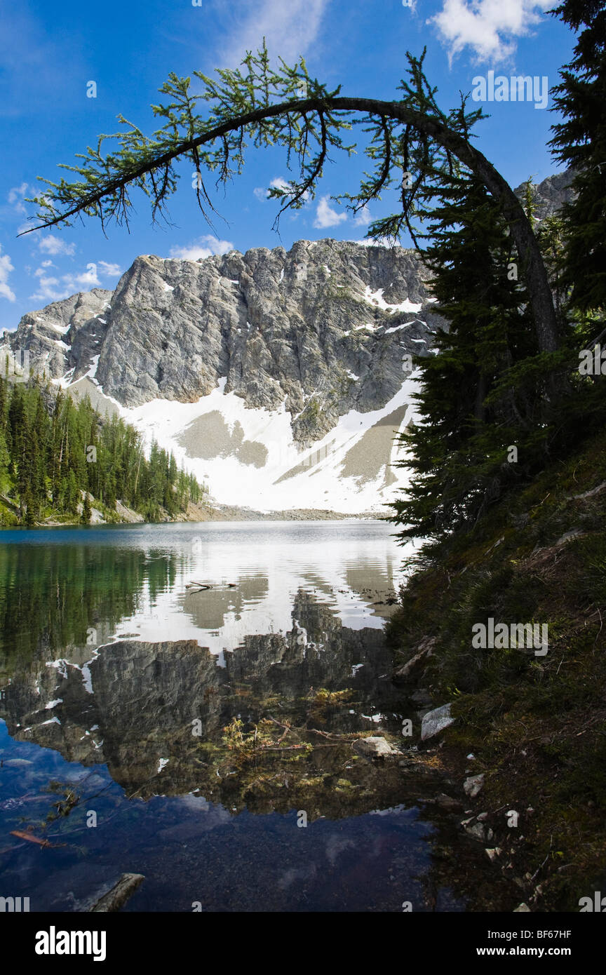 A Larch tree bent over above Blue Lake in the North Cascades near