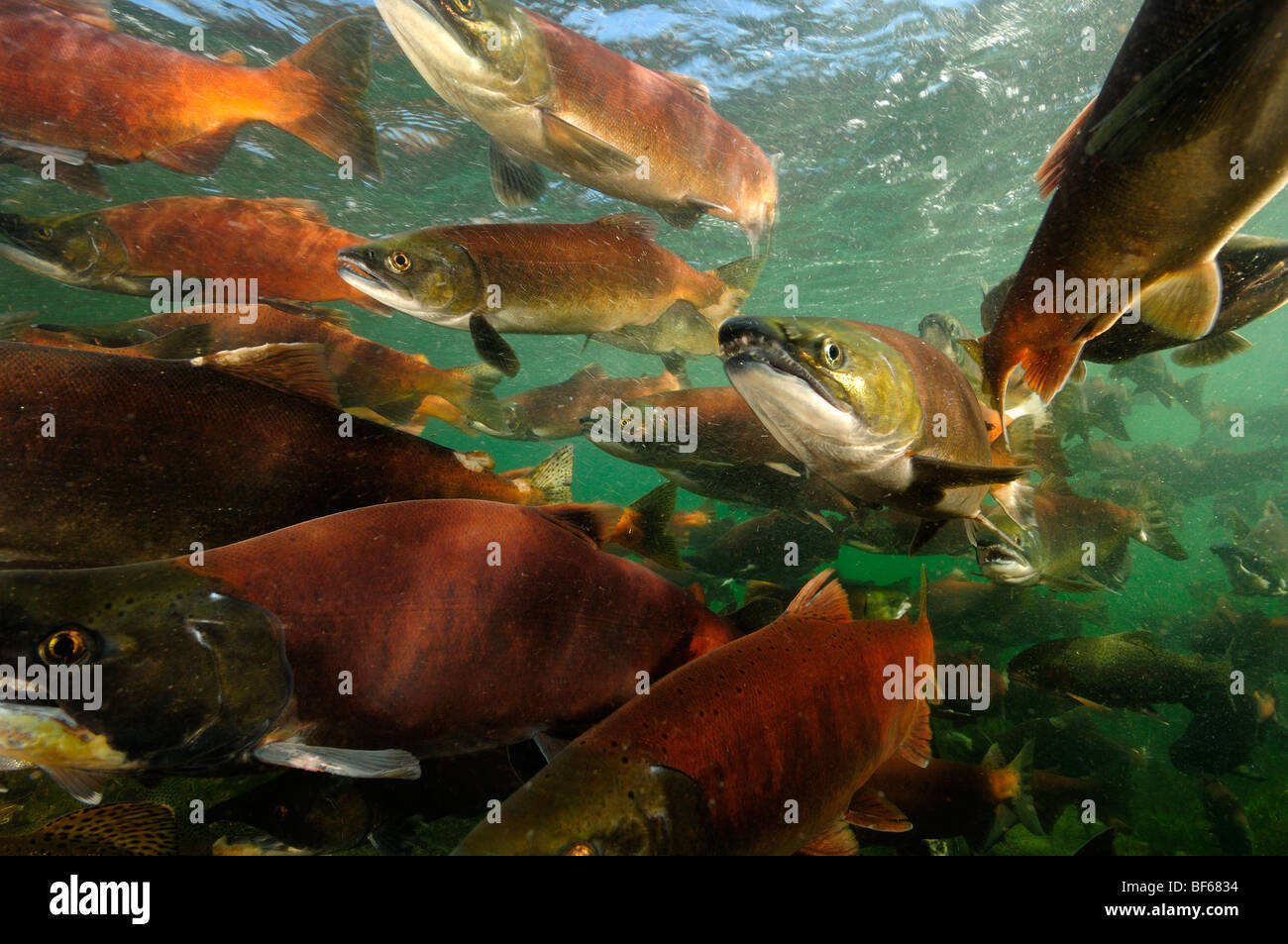 Red salmon, Oncorhynchus nerka, Kokanee, East River, Colorado Stock