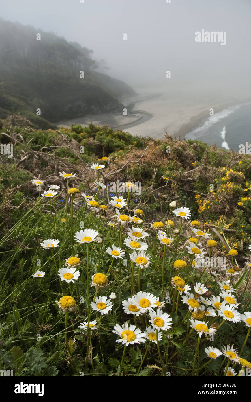 Wildflowers in bloom on the coastal cliffs near PLaya del Otur beach in Asturias, northern Spain. Stock Photo