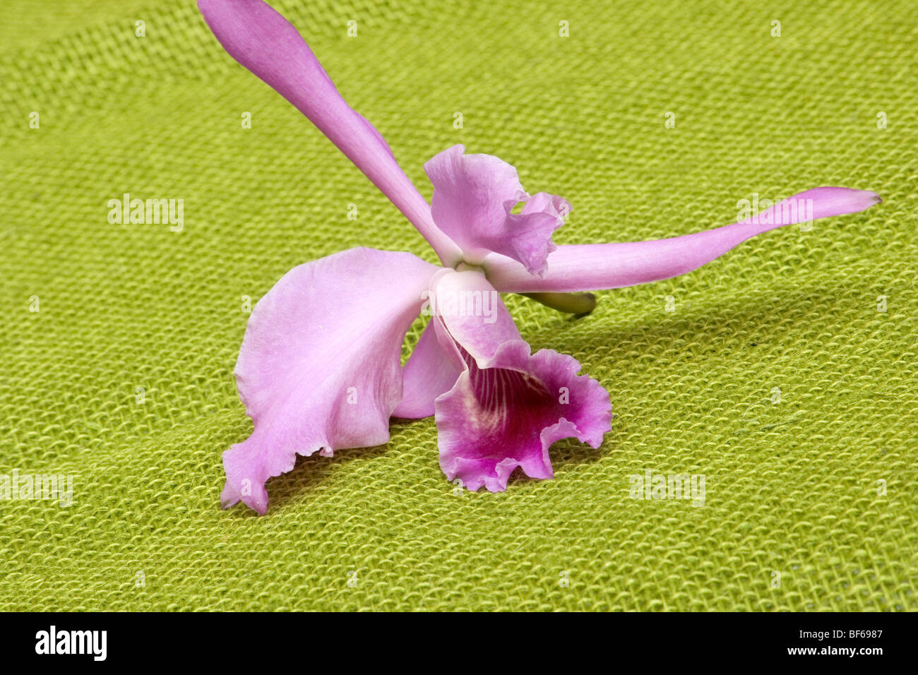 Close-up of pink orchid isolated on burlap background Stock Photo