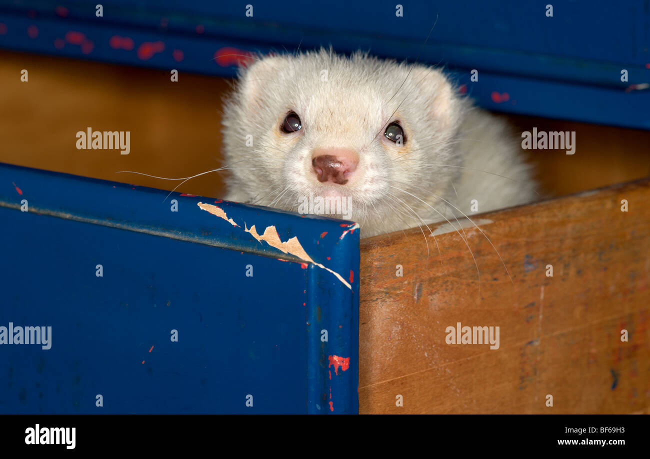 White ferret looking out of a blue drawer with peeling paint Stock Photo