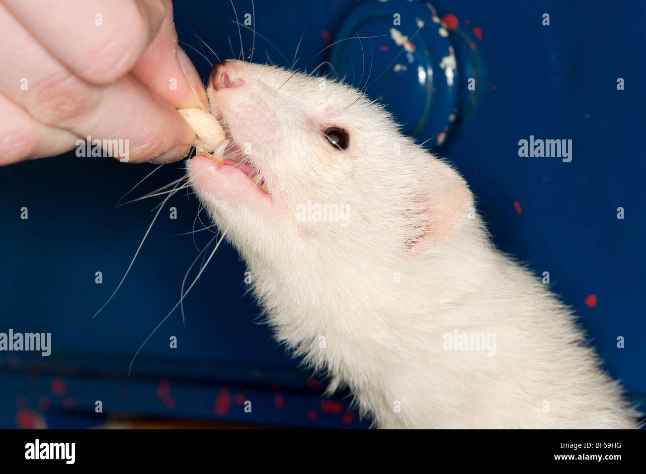 White ferret taking a cheerio from a persons fingers Stock Photo
