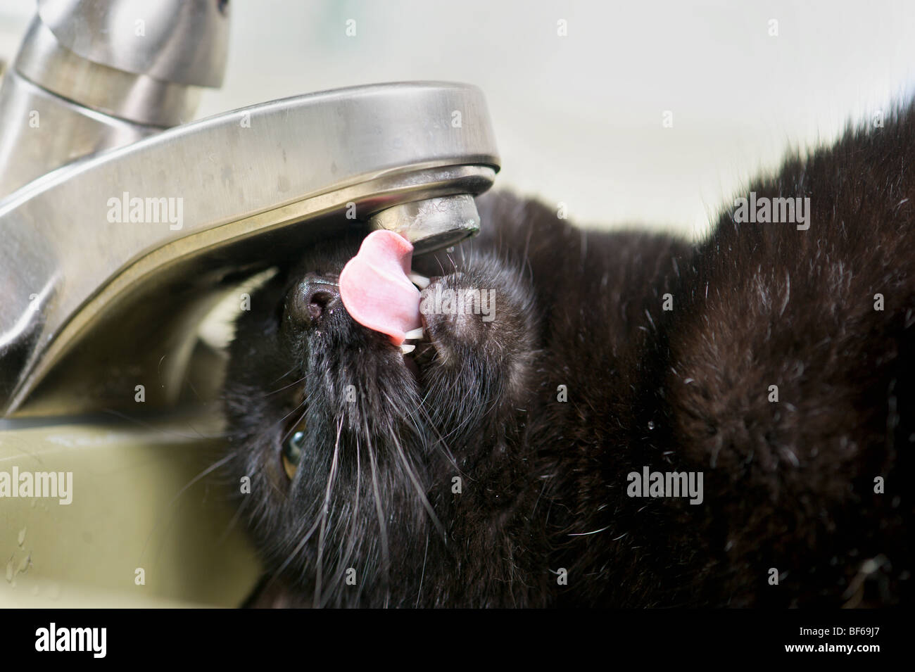 Black cat drinking water out hires stock photography and images Alamy