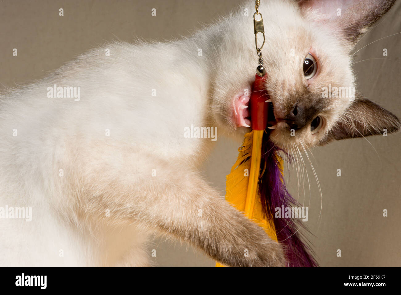 Siamese Cat Toy High Resolution Stock Photography and Images Alamy