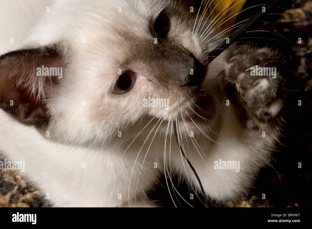 Kitten claws hires stock photography and images Alamy