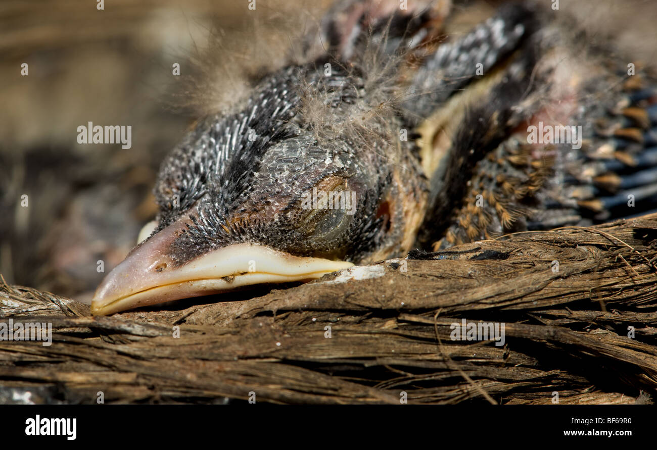 Baby bird sleeping in a nest Stock Photo Alamy