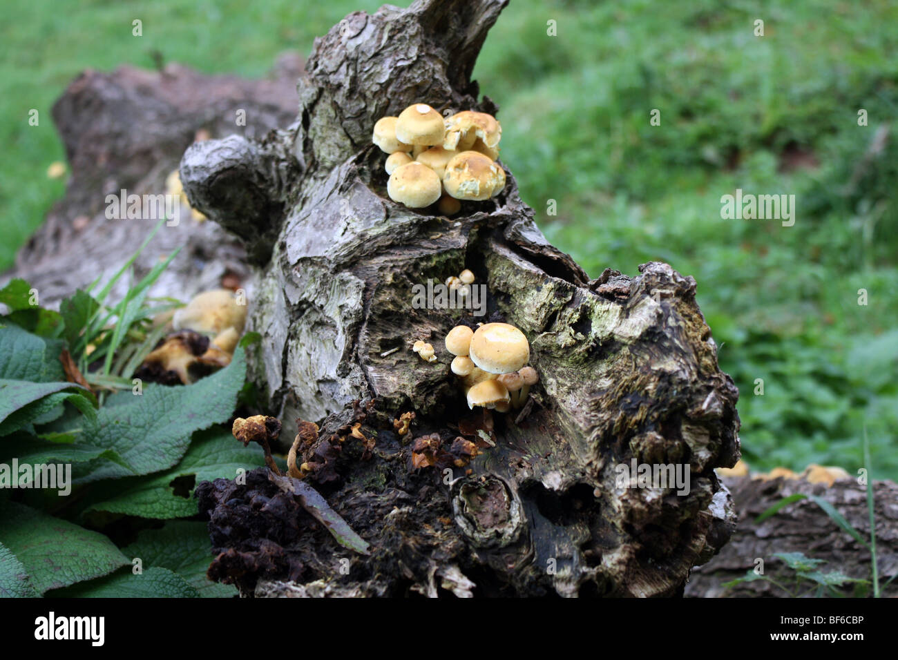 Fungi Growing On Wood Stock Photos & Fungi Growing On Wood Stock Images