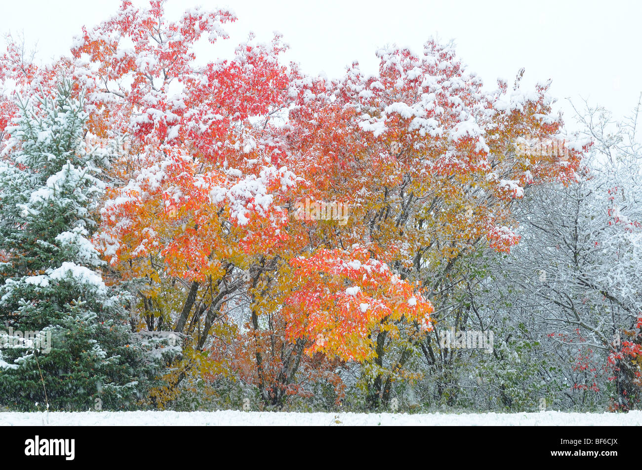 Early Snow in October, Fall Color Stock Photo Alamy