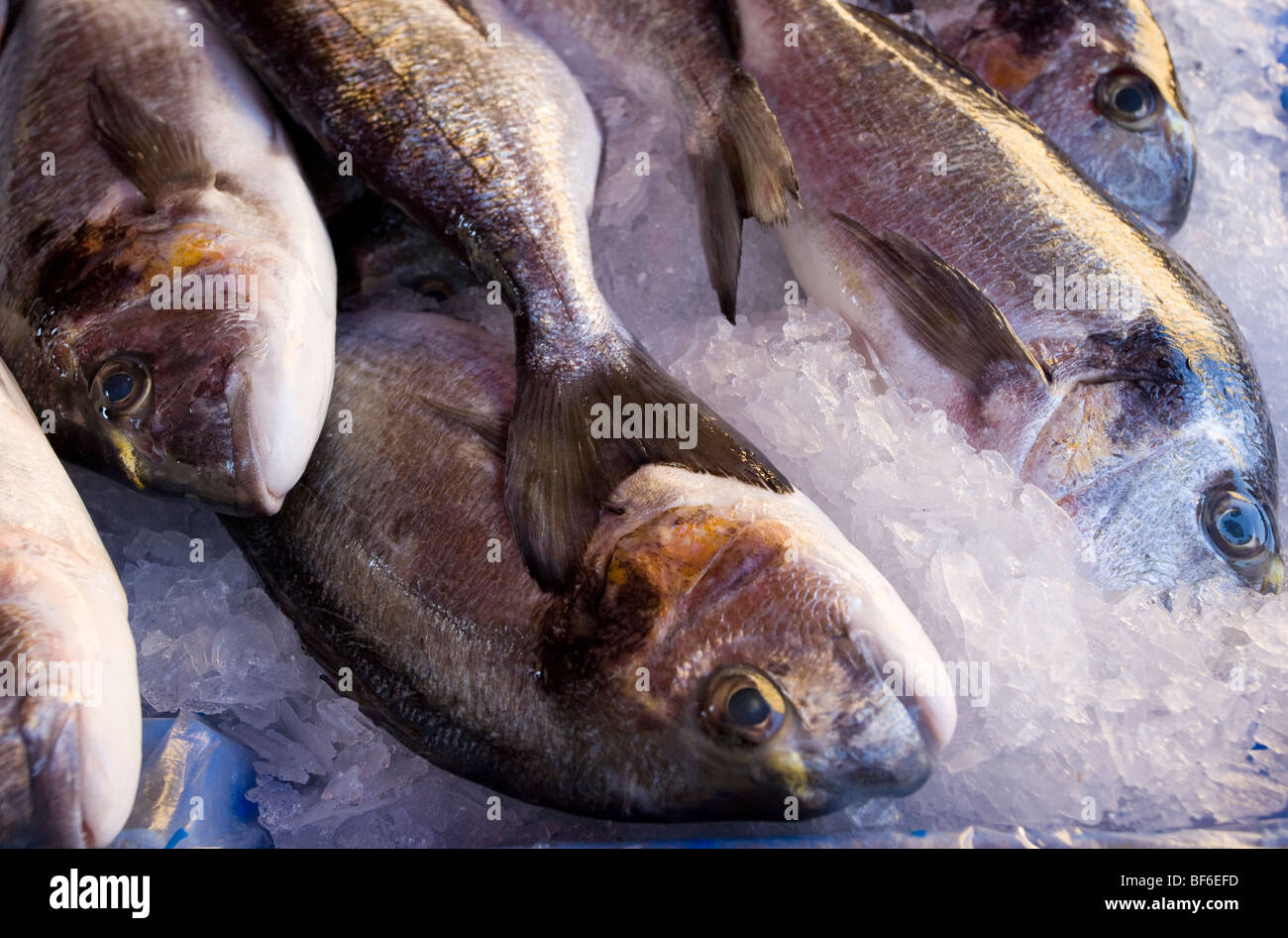 Fish Market, Place Saint-Francois, Nice, Cote D Azur, Provence, France Stock Photo